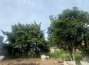 愛西市木造家屋解体工事